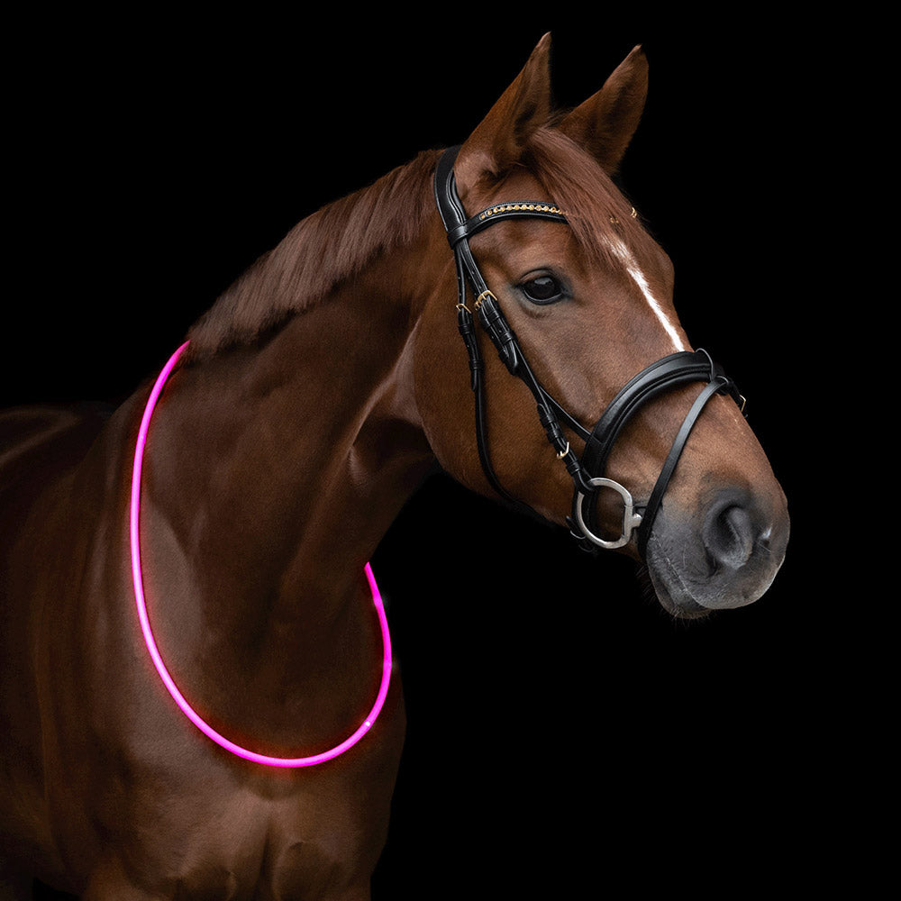 LED-Halsriemen in Pink | Pferd, Pony, Ausreiten