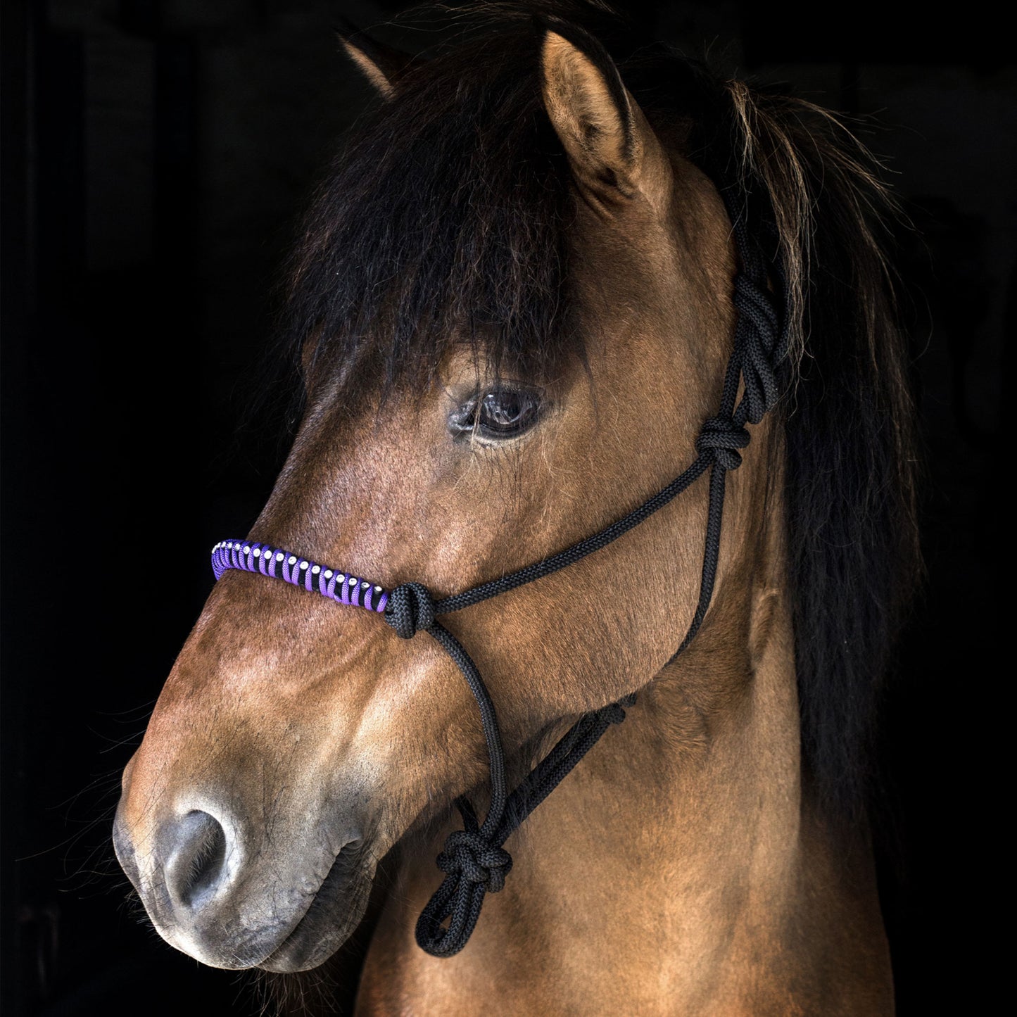 Knotenhalfter mit Steinen | Farbe: Lila + Schwarz | Nordic Horse | Islandpferd